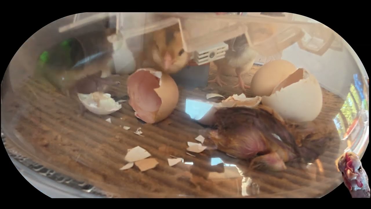 Swedish Flower Hen Hatch