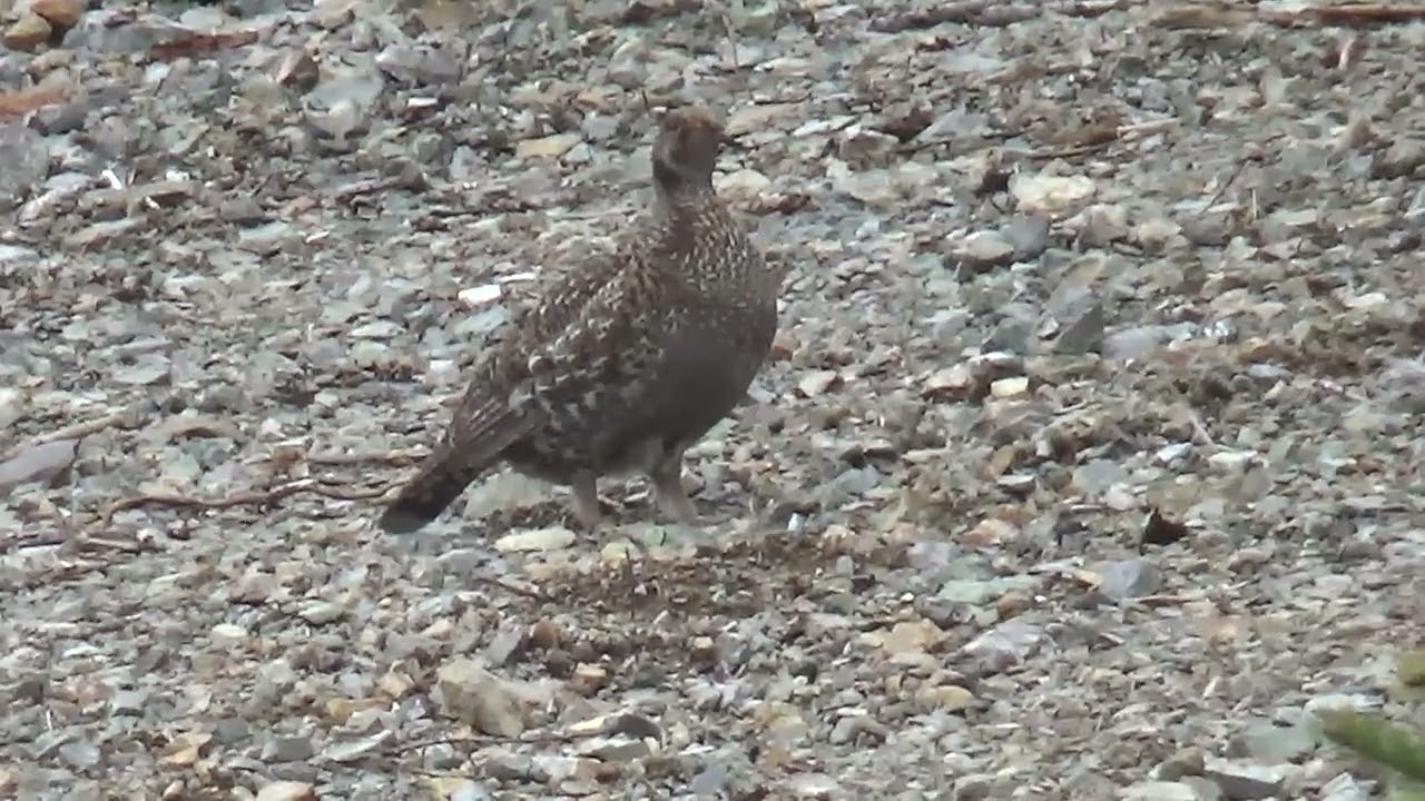 Blue Grouse