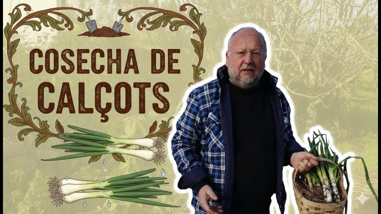 ¡Mi primera cosecha de CALÇOTS! 🧅
