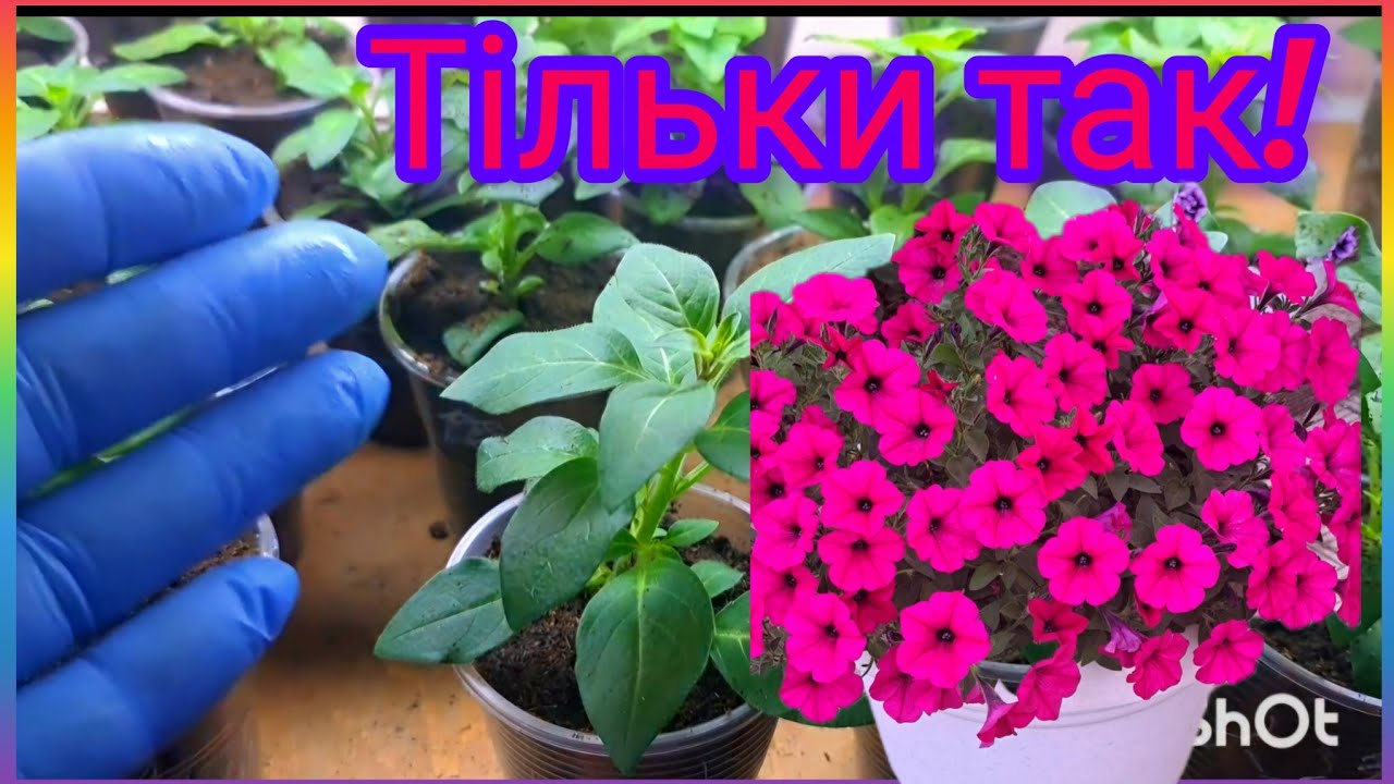 Без этого ‼️- вы не увидите всей красоты⚠️🌺🌿! Петуния - все о прививках!