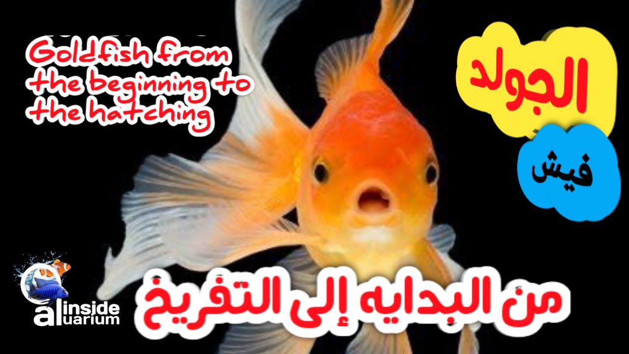 أسماك الجولد فيش من البداية إلى التفريخ