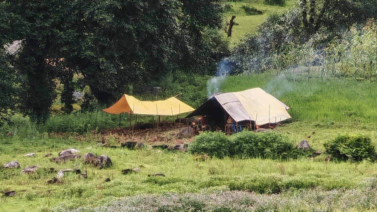 Animals and man workinf lifestyle himalayan mountain village life in nepal 🇳🇵