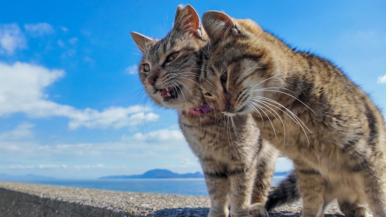 猫島で防波堤に行くと猫たちが撫でられに集まってきてカワイイ