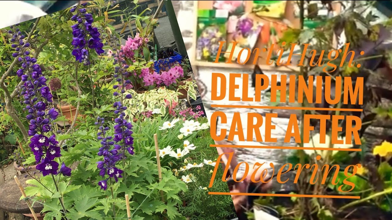 Delphinium care after flowering