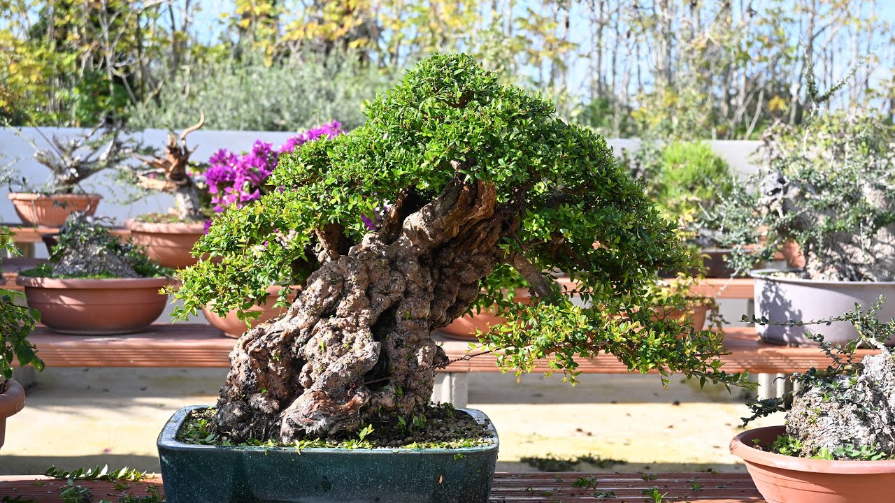 Bonsai di mirto più importante – Evoluzione e stato attuale | Shoshin-En Bonsai