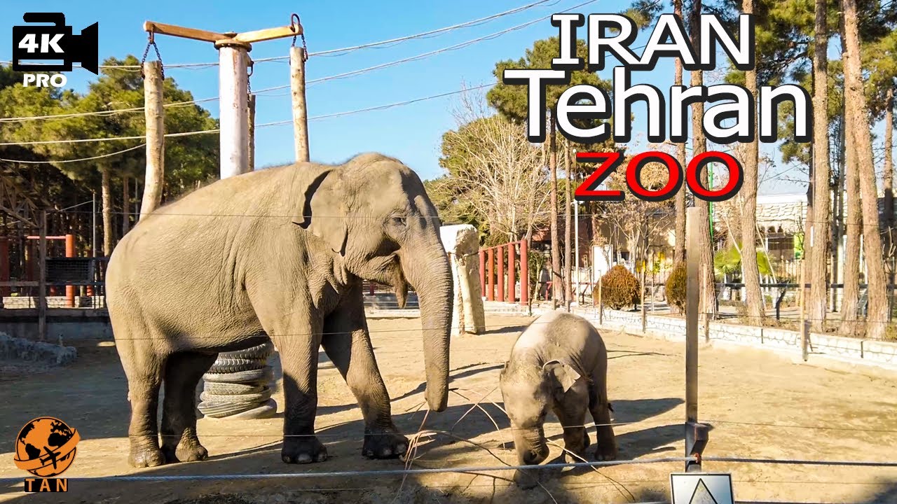 Iran Tehran Walking Tour Eram Park Zoo Iran walk 4k