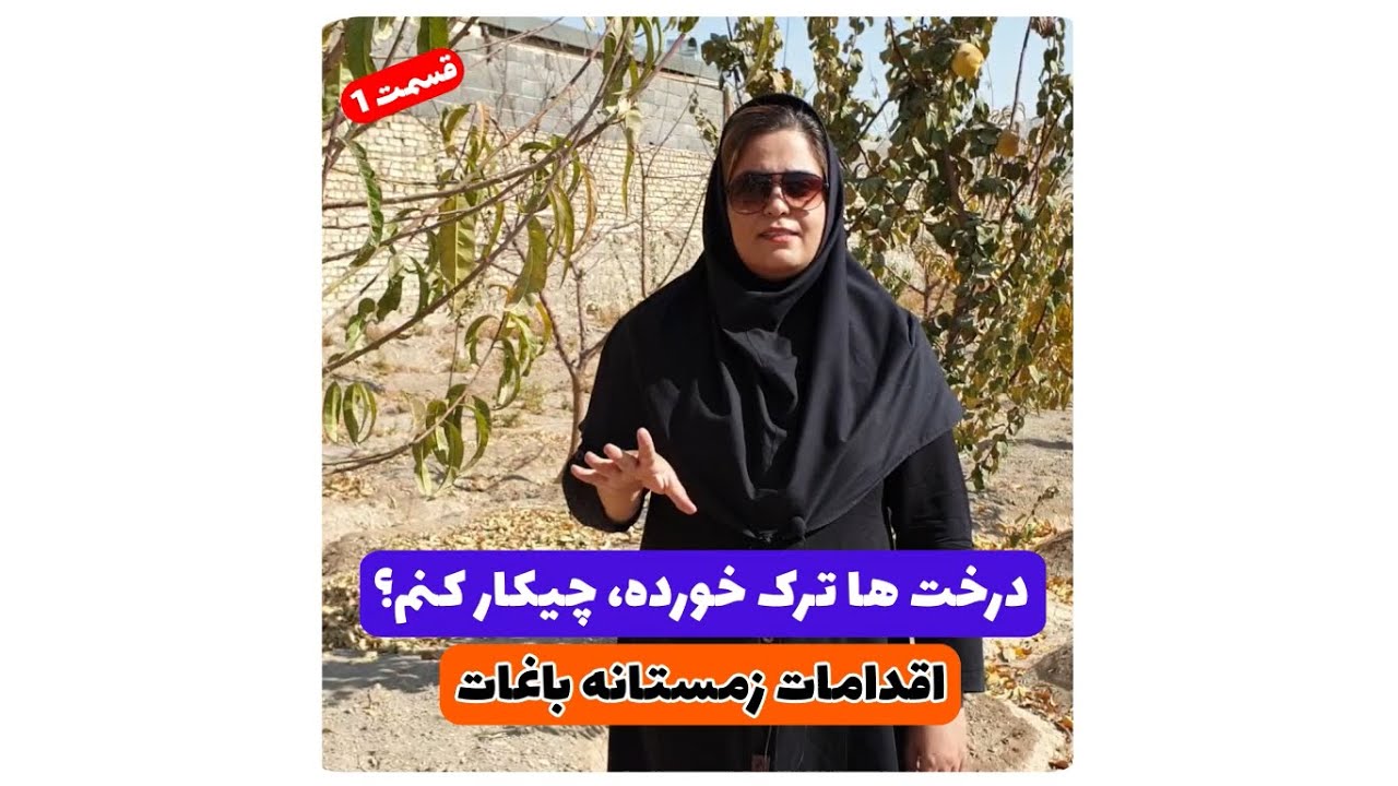 چرا تنه درخت ها ترک برمیداره؟ - اقدامات زمستانه باغات