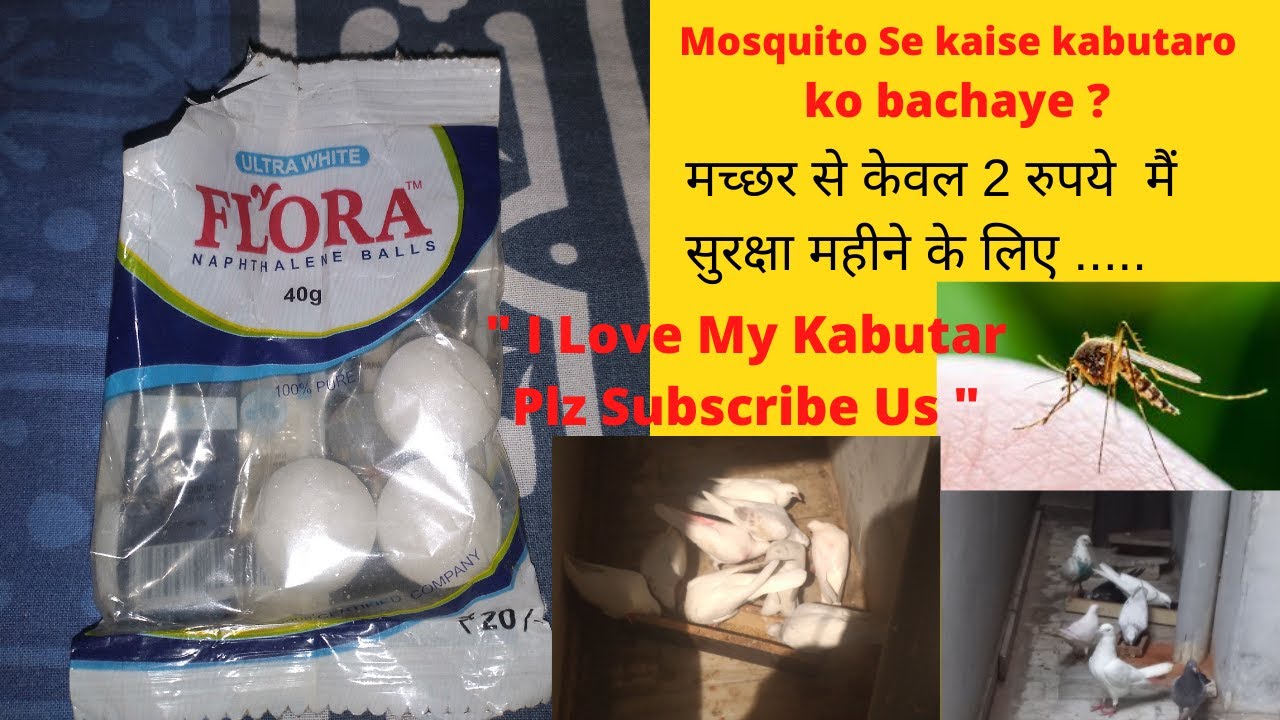 Machhdo se kaise kabutaro ko bachaye | How to safe pigeons form mosquito | मच्छर से  सुरक्षा ke upay