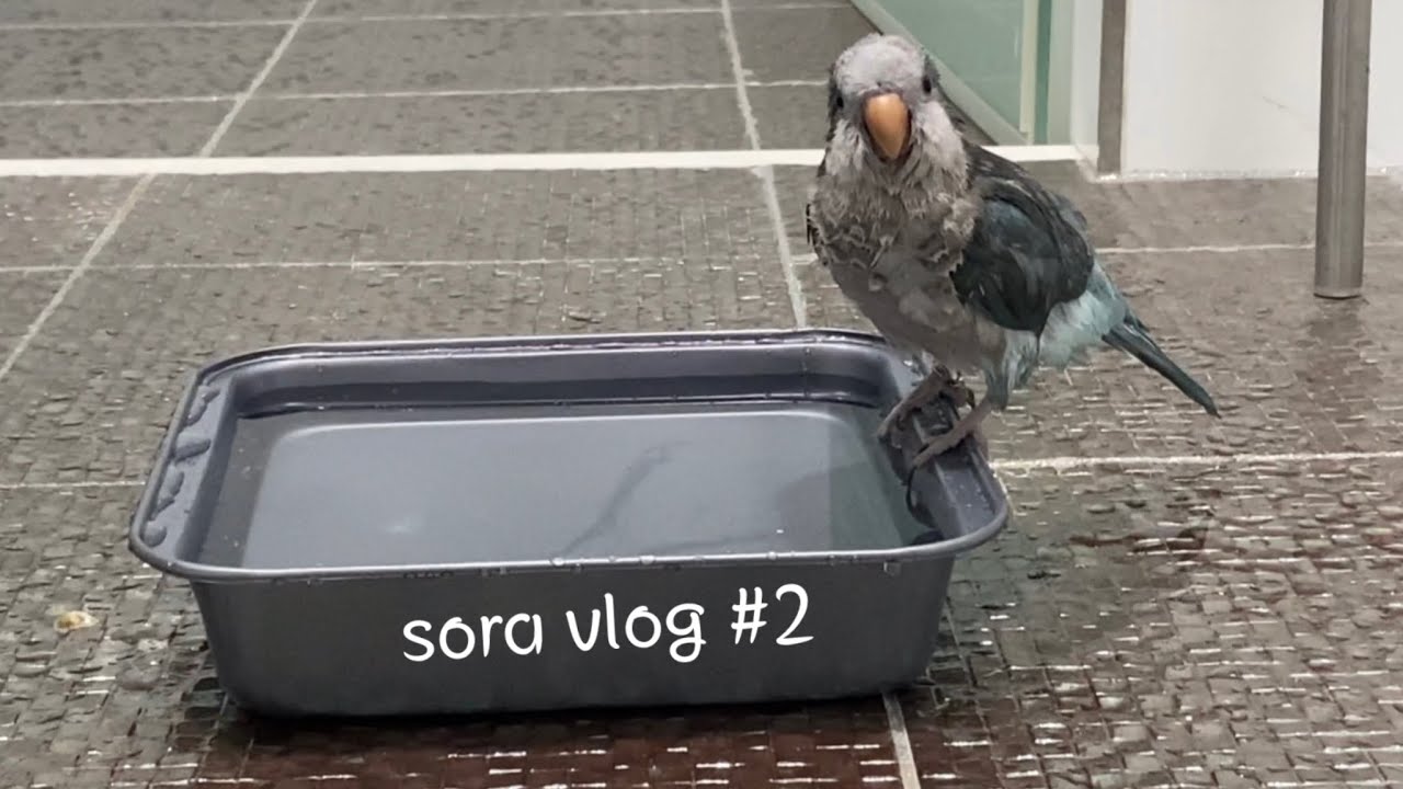 앵무새와 함께하는 대학생 브이로그✌🏻#2 |영어공부\앵무새 용품 7만원어치 언박싱(푸롱이네 앵 놀이터)\3차 부스터 백신 접종\방&새장 청소\게으르지 않으려고 노력하는 대학생|