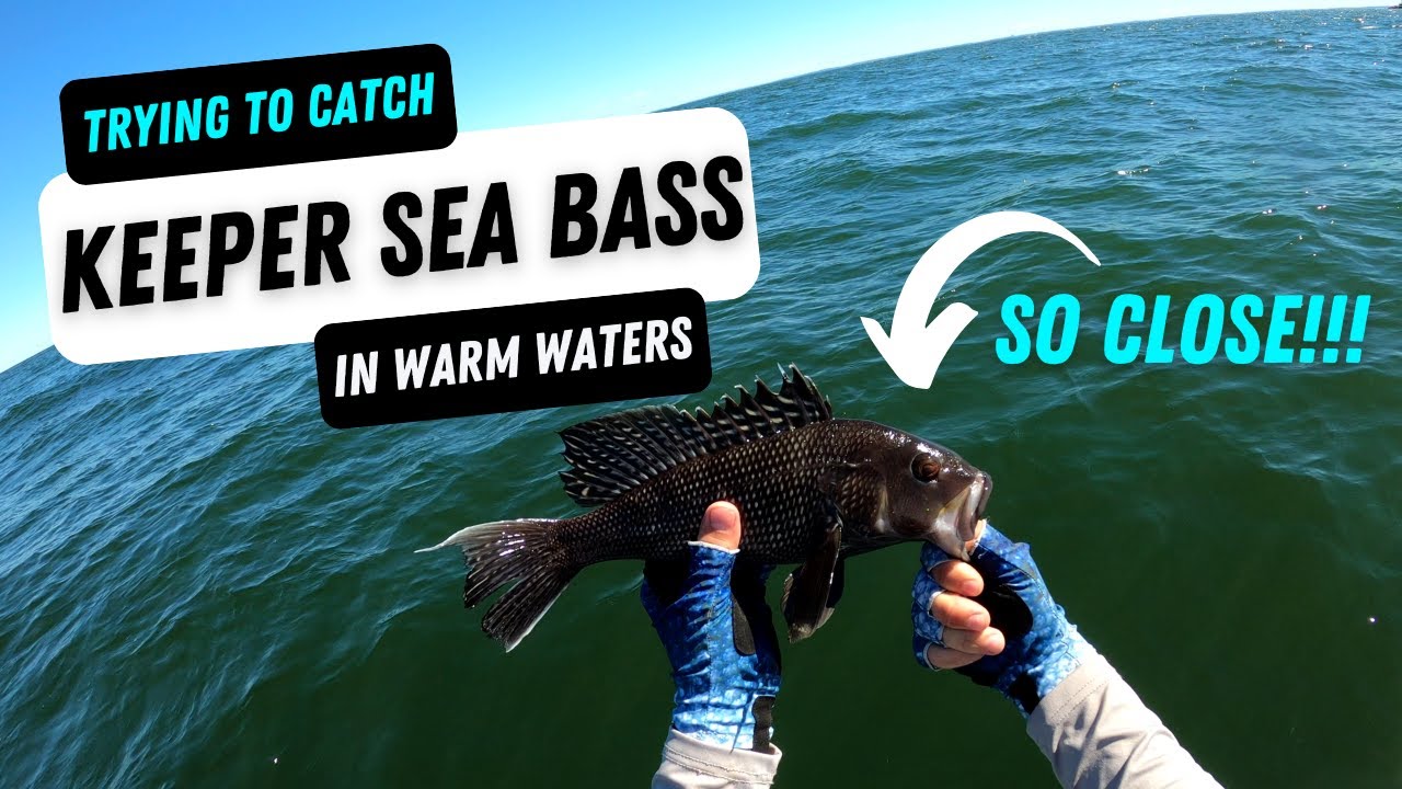 Black Sea Bass Fishing in Connecticut (Saltwater Fishing)