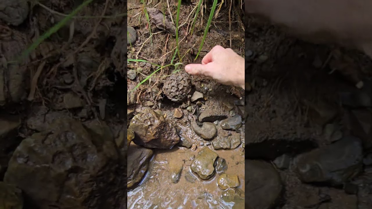 Fossil coral reveal!