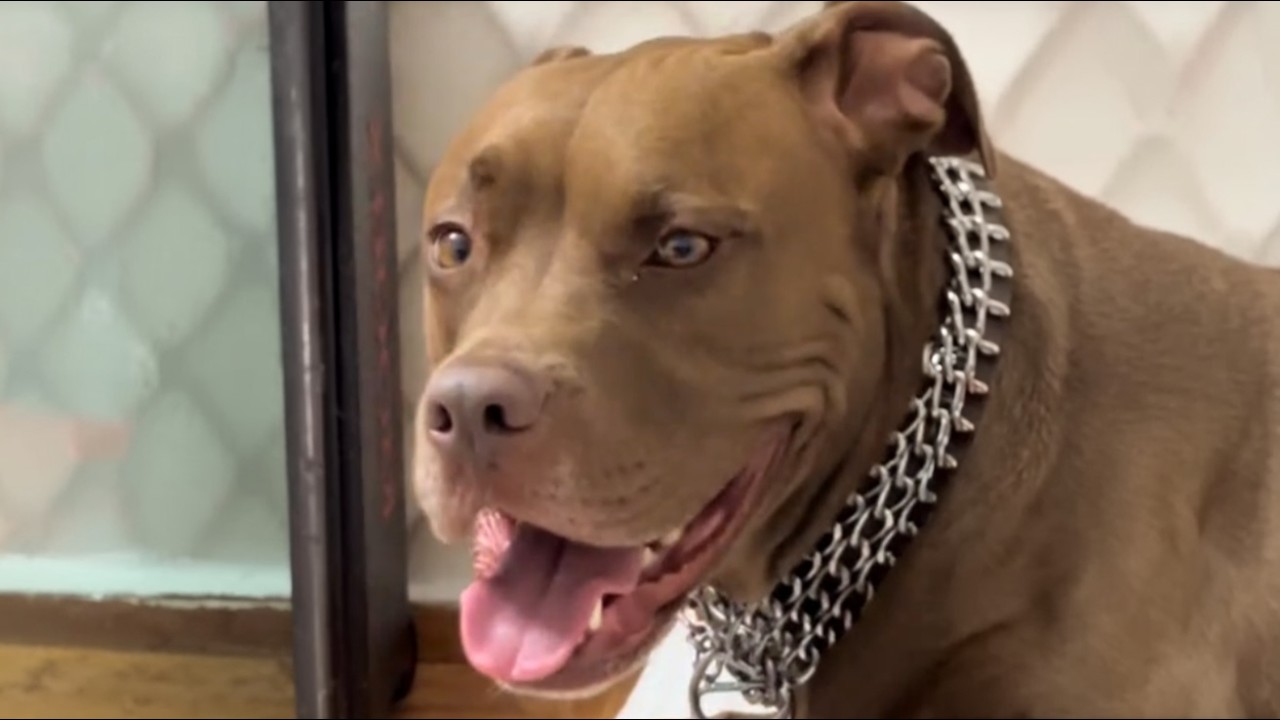 41 Kilo Pitbull saß 621 Tage im Tierheim – Was an Tag 622 passierte, ist UNFASSBAR