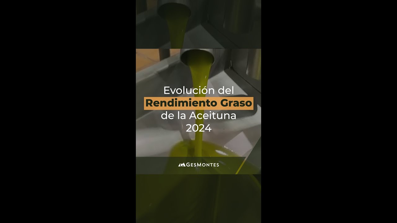 Evolución del Rendimiento Graso de la Aceituna 2024