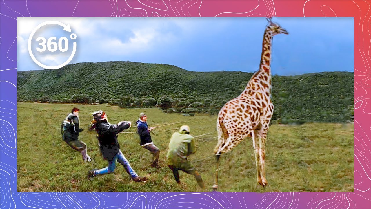 Giraffe Rodeo - Saving Giraffes from Extinction: Wildlife Vets on a Relocation Mission