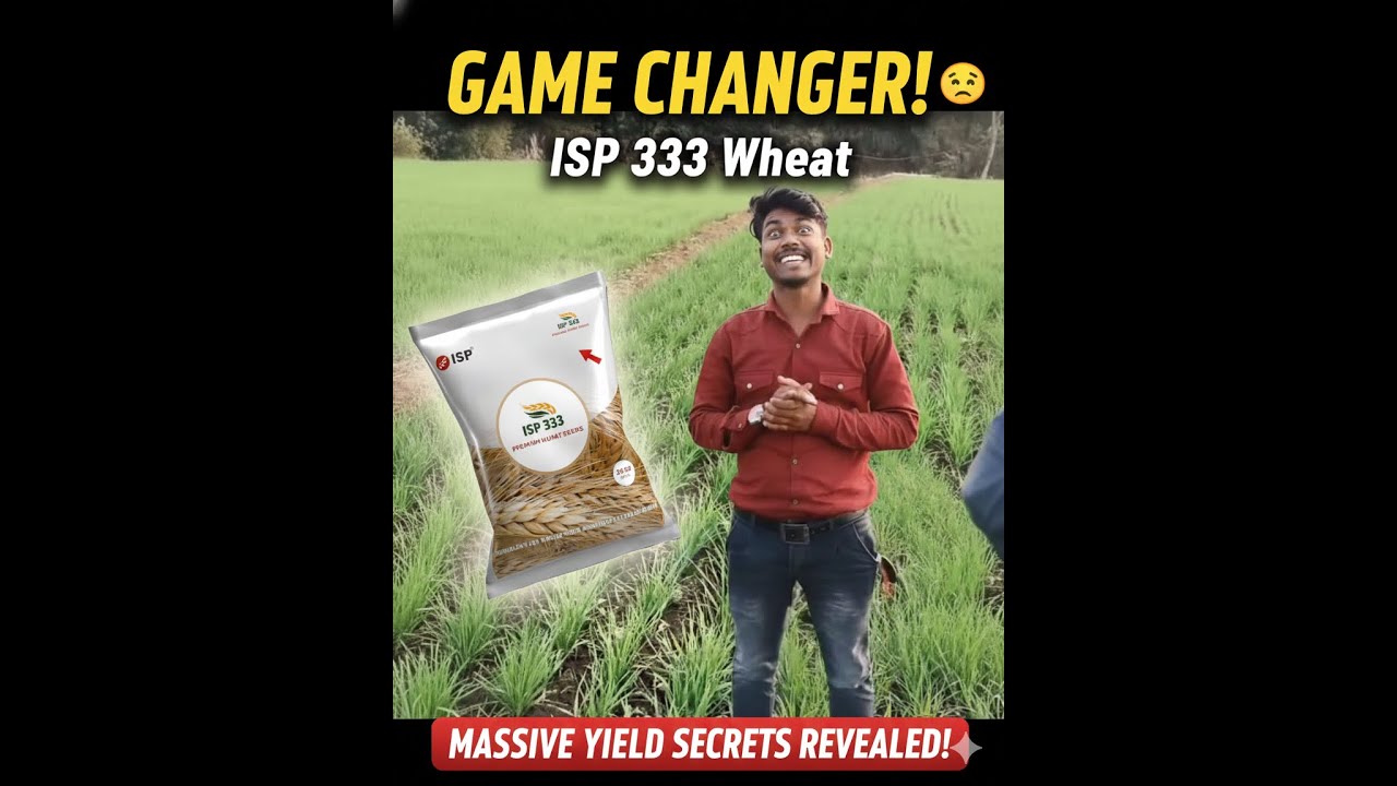 ISP 333 Wheat Testimonial | Trusted Wheat Variety for Higher Yield #ispseeds #wheatvariety