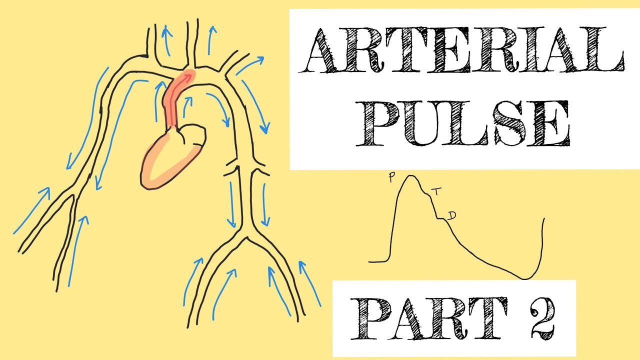 Arterial pulse - part 2
