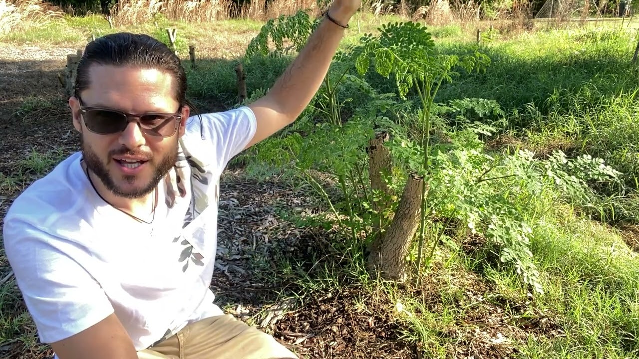 How to Revive Your Moringa Trees after a Frost