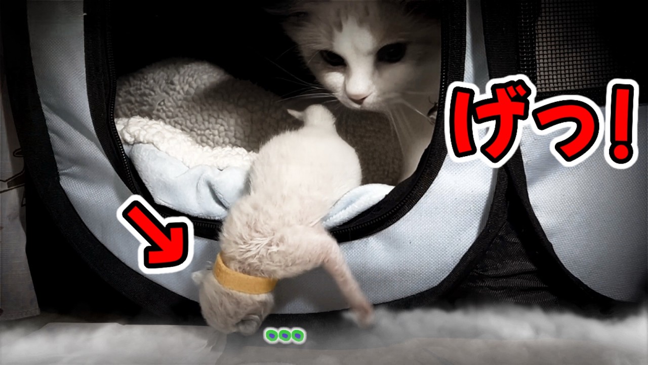 【🎃ハロウィンスペシャル】怖かわちい爆誕子猫版“リング“🙀父猫と初めてのご対面＆おこりん坊将軍の名前発表‼️＋吉報  #ハロウィン #初対面 #名前発表