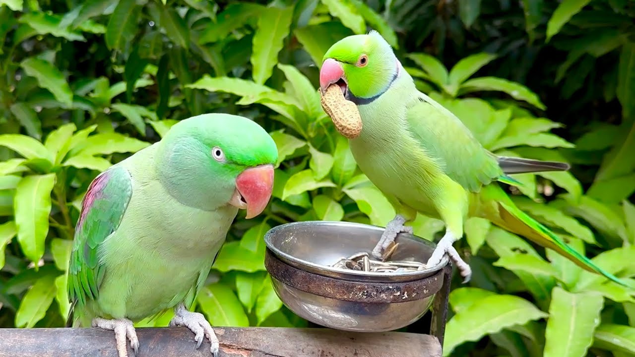 Indian Ringneck and Alexandrine Parrots Eating Peanuts