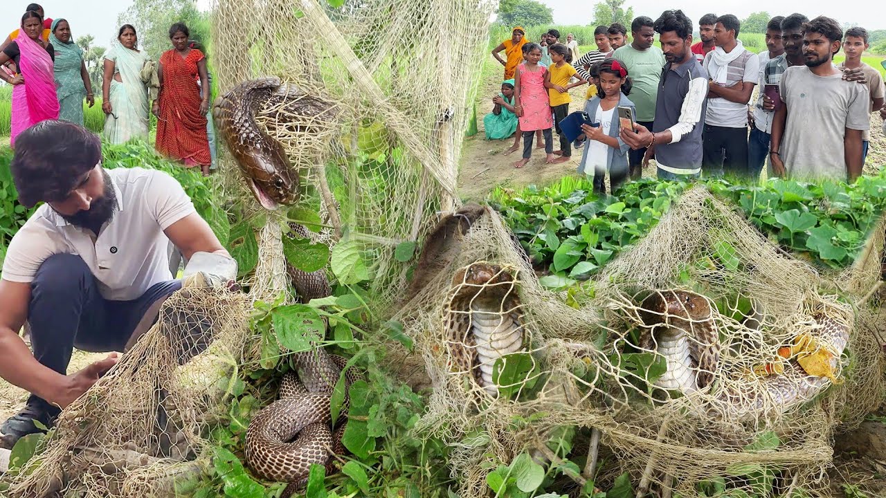 देखिए फिर से वही खतरनाक मंजर, जाल में फंसे जहरीले नाग को इस बार कैसे रेस्क्यू किए, मुरलीवाले हौसला!😱