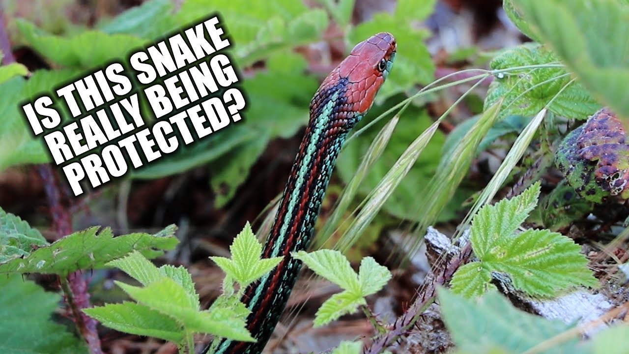 ARE WE PROTECTING ENDANGERED SPECIES INTO EXTINCTION? - Dāv Kaufman Vlogs