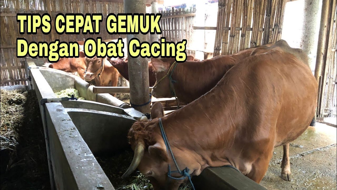 MENGGEMUKKAN SAPI DENGAN OBAT CACING, BEGINI CARANYA