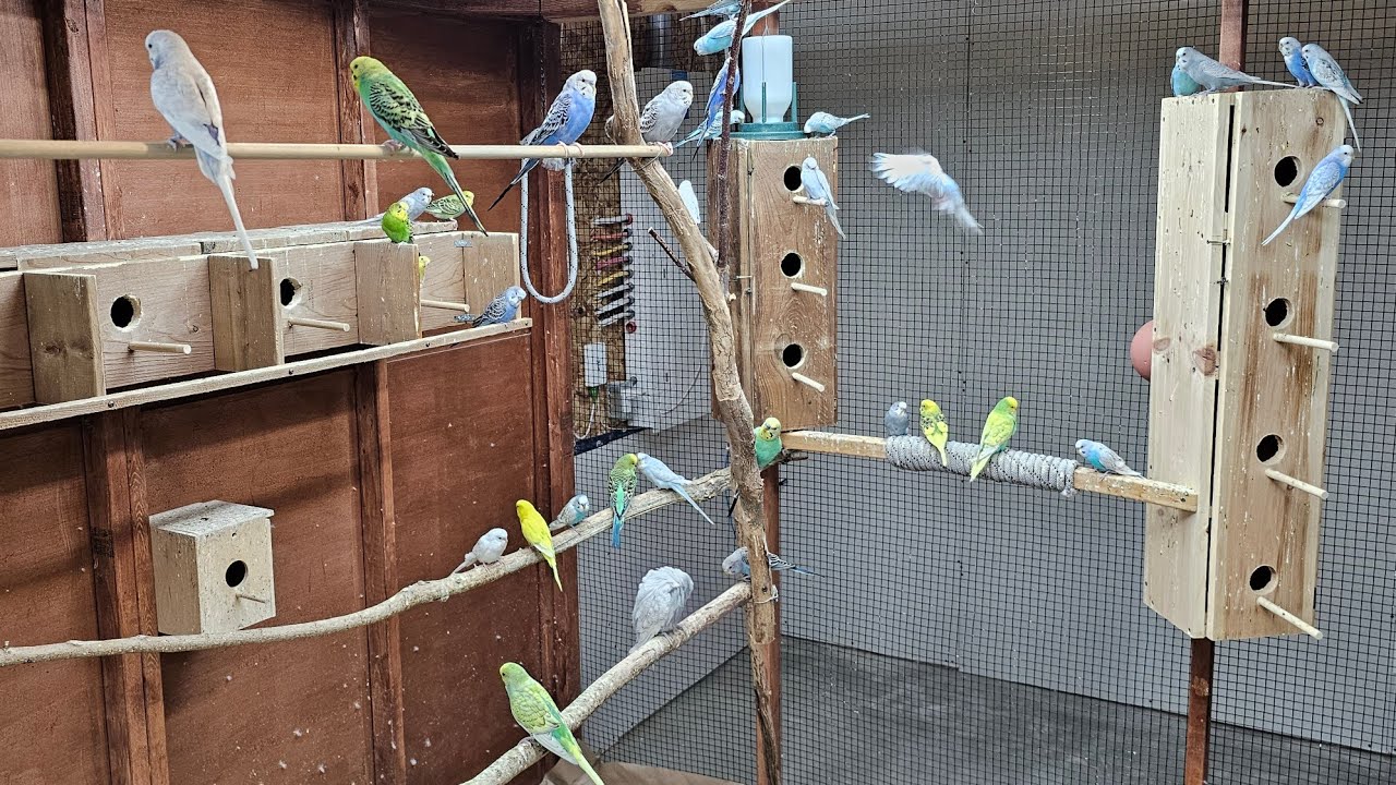 My Canadian Aviary Budgie Breeding Progress Tour- Episode 6
