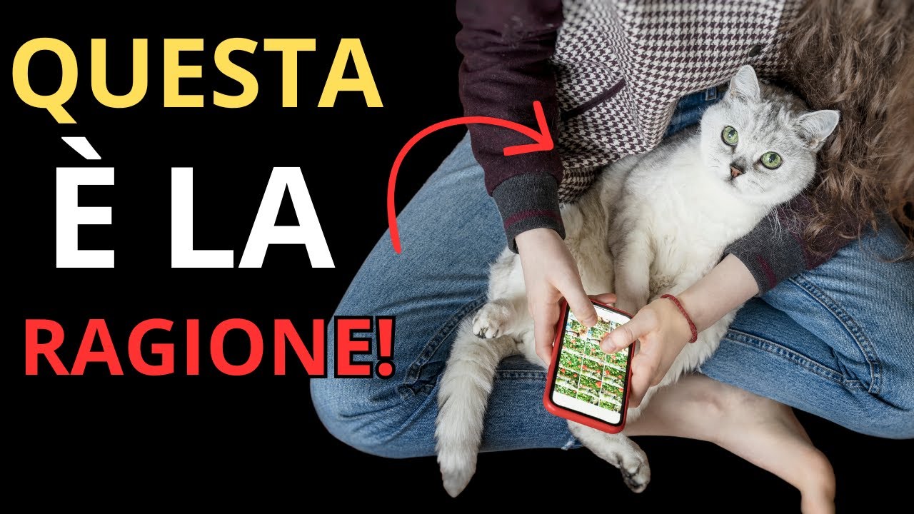 Il tuo gatto sceglie di sedersi vicino a te, non sopra — ecco perché