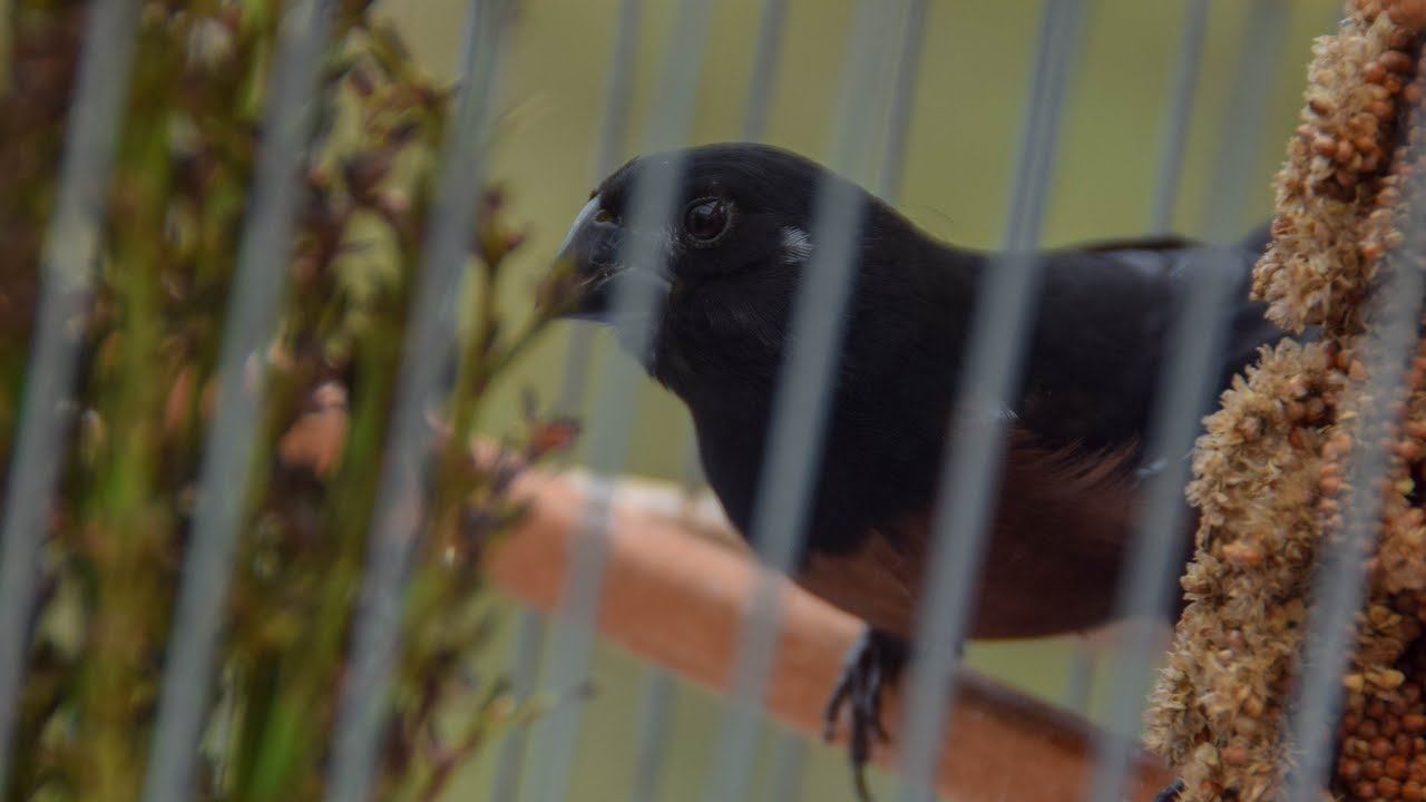 Trinidad & Tobago Video Topics : Annual Bullfinch Bird Whistling Competition - Arima, Trinidad 2019