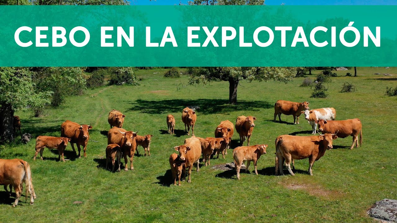PROCESO DEL CEBO EN LA EXPLOTACIÓN | VACUSOS
