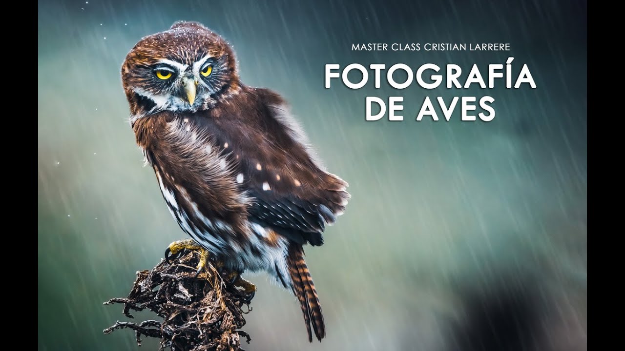 MASTER CLASS FOTOGRAFÍA DE AVES. Prof. Cristian Larrere, Chile 2021