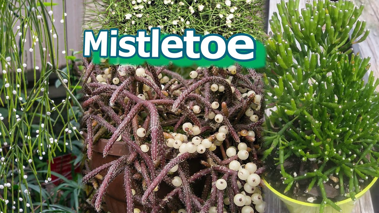 MISTLETOE Cactus Rhipsalis baccifera horrida