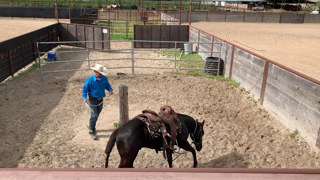 Colt Starting 101 - Coal - The Square Pen with Travis Mankins