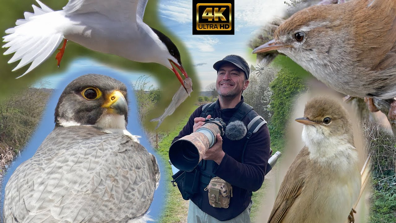 My Amazing Local Birds. A Roundup Of Great Patch Finds.