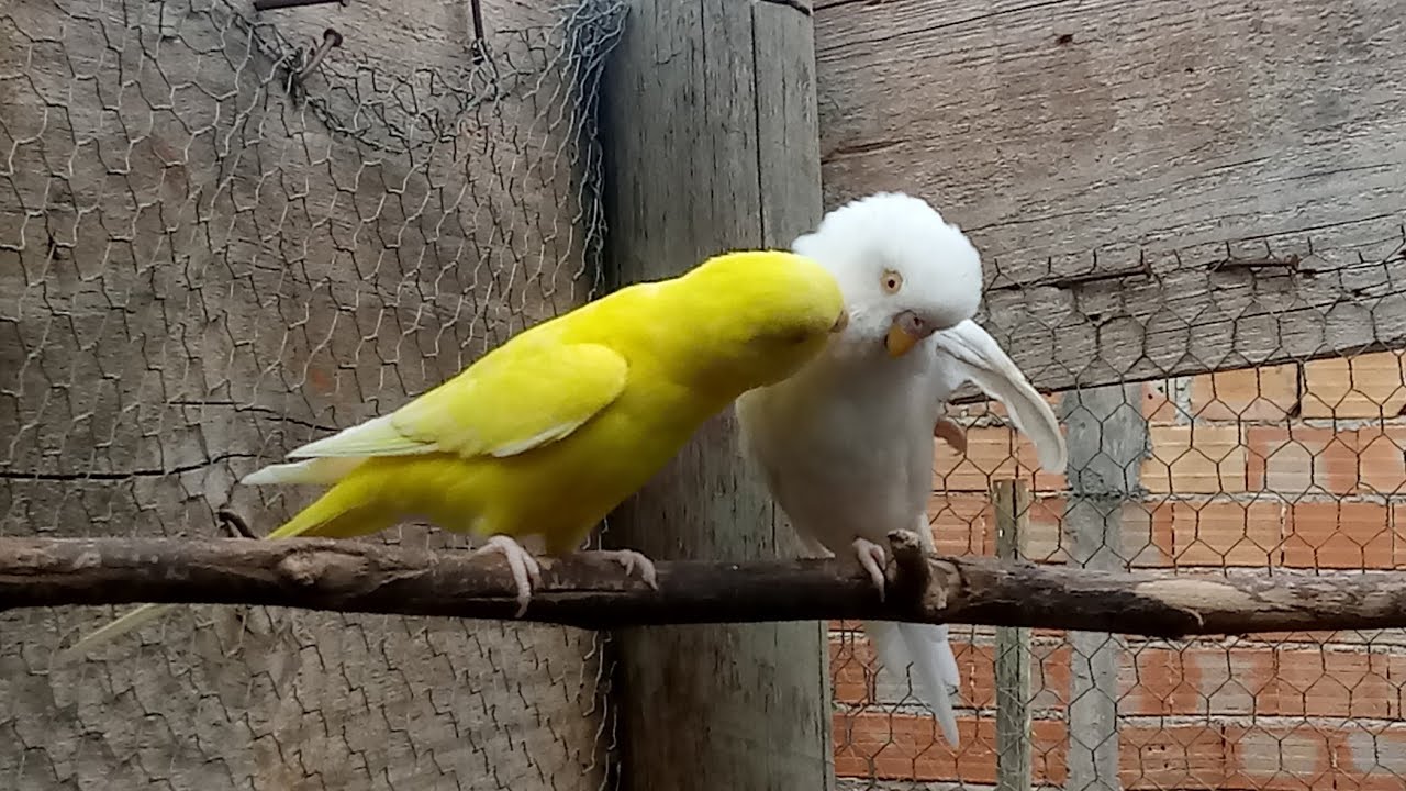 SEPARANDO CASAIS DE PERIQUITOS AUSTRALIANOS PARA REPRODUÇAO   #criatoriodm