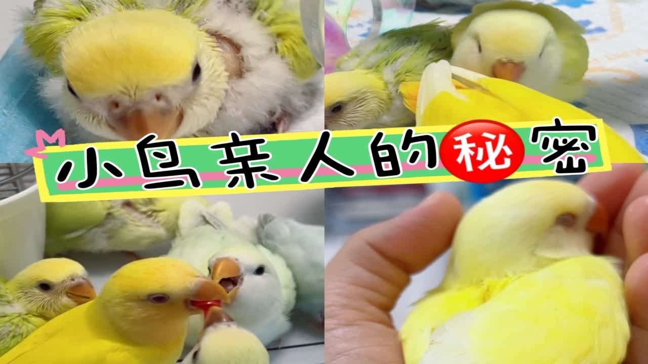 为什么有的手养鸟不亲人？