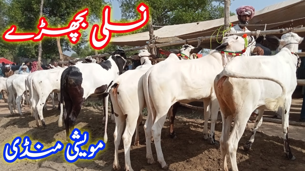 Moweshi Mandi | نسلی بچھڑے | Cattle Market | KhooJi MunDa