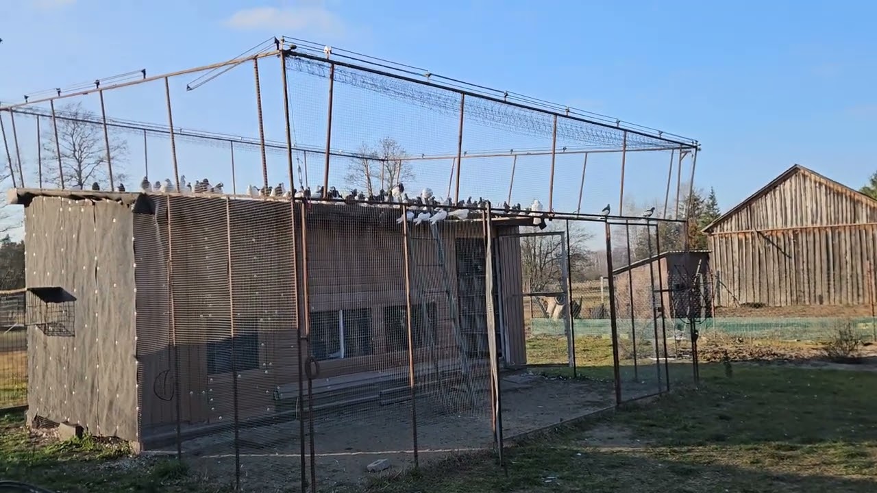 Gołębie Huberta 360😃 wigilijna ścinka. 8:5 tym razem dla mnie 🤣wesołych świąt 😃