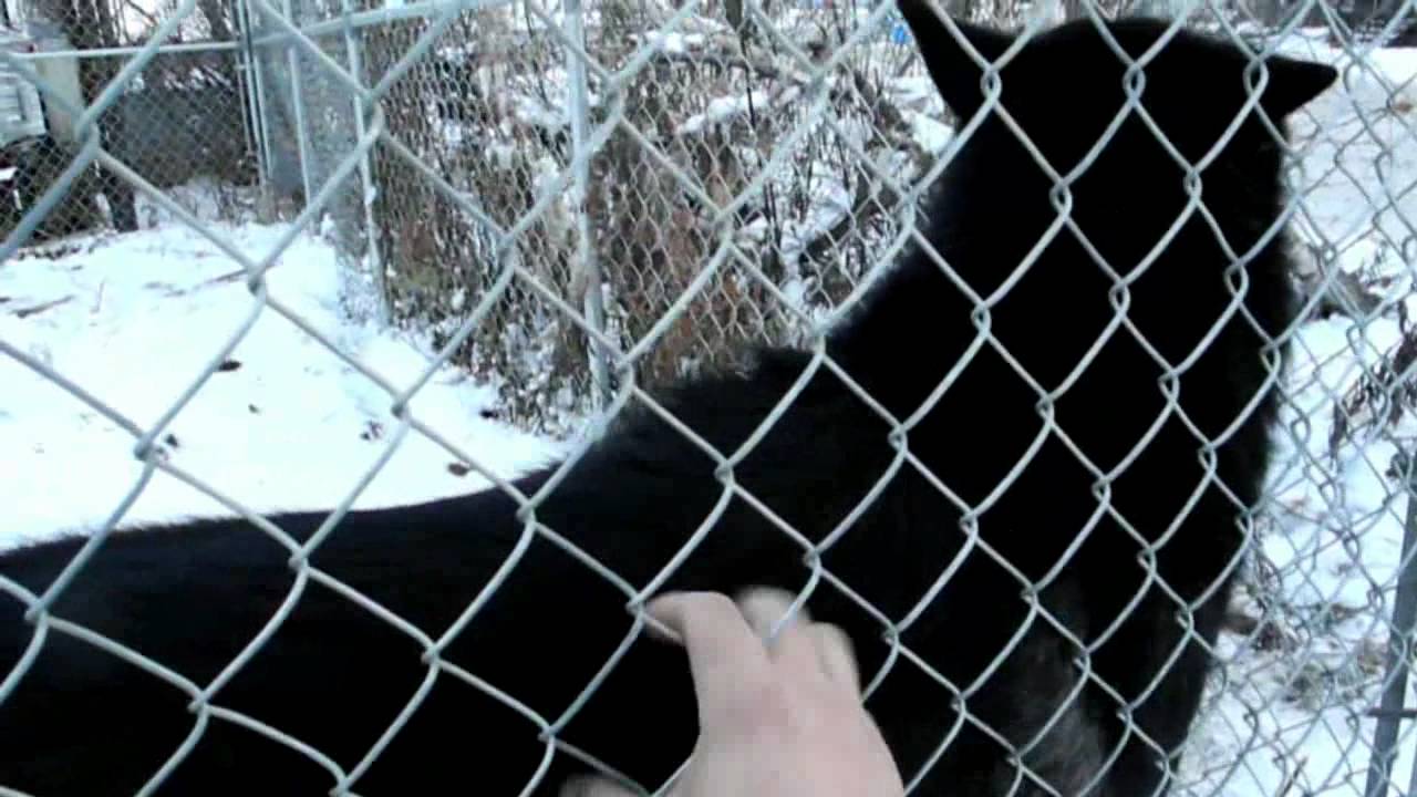 Inuvik Part 2.mp4