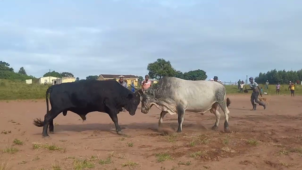 Umdlalo wezinkunzi.       Mehl'amnyama vs Bangameva.