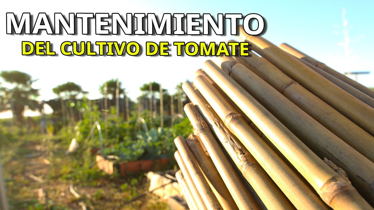 🔝MANENIMIENTO de las plantas de TOMATE... 👉Entutorado, Deschuponado y Limpieza TODO en un VÍDEO 🍅