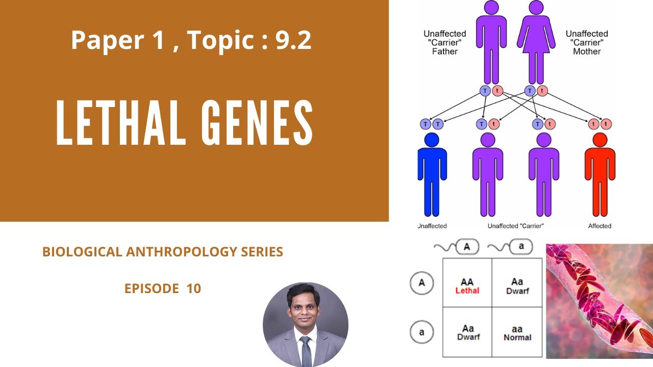 9.2. lethal genes - Biological Anthropology