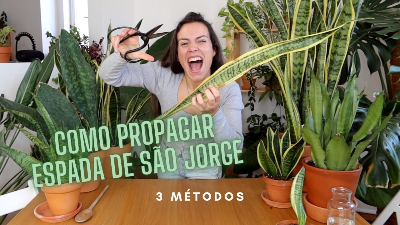 COMO PROPAGAR ESPADA DE SÃO JORGE - 3 métodos para propagar Sansevieria Dracaena trifasciata