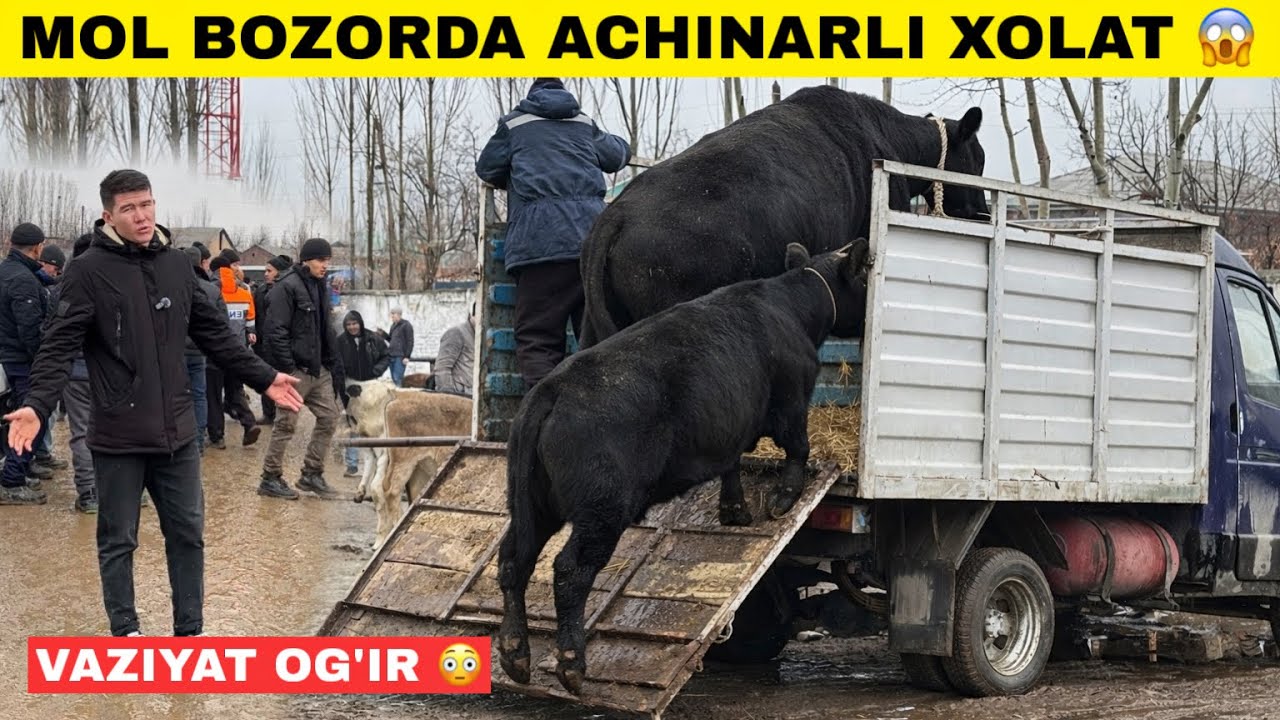 ВАЗИЯТ ОГИР МОЛ БОЗОРИДА АЙАНЧЛИ ХОЛАТ😱 НИМА САБАБ БУНДАЙ БУЛДИ?