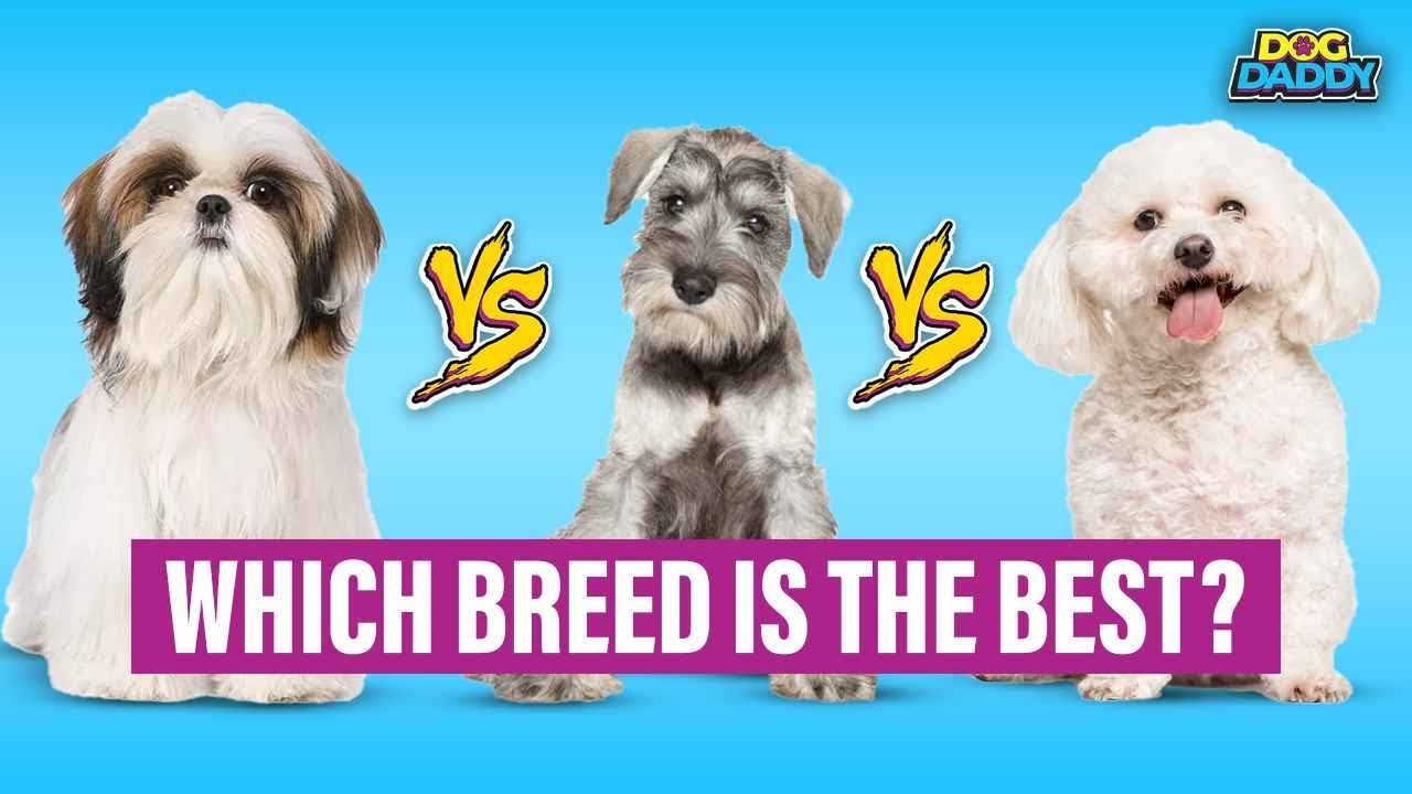 5 Best Small Dog Breeds For Families