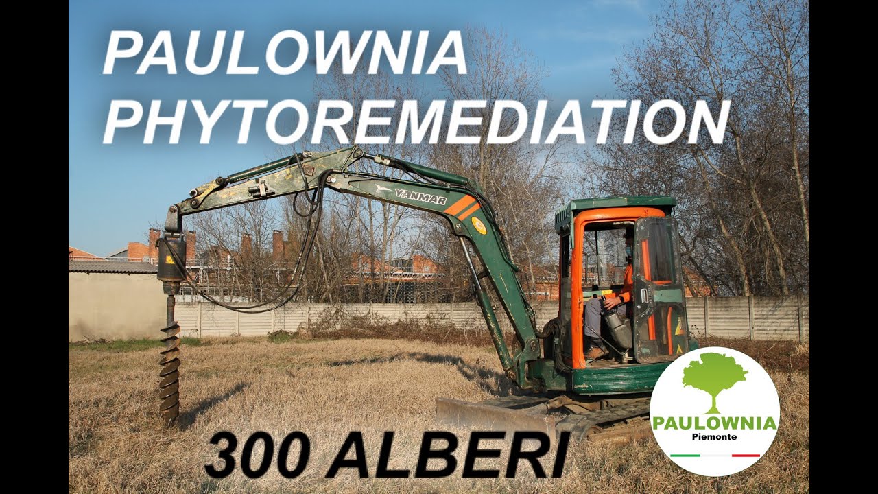 PAULOWNIA PHYTOREMEDIATION: 300 ALBERI AL COMUNE DI NONE (TO)
