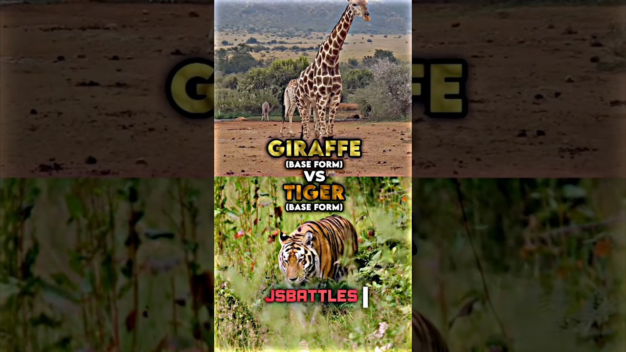 Giraffe vs Tiger