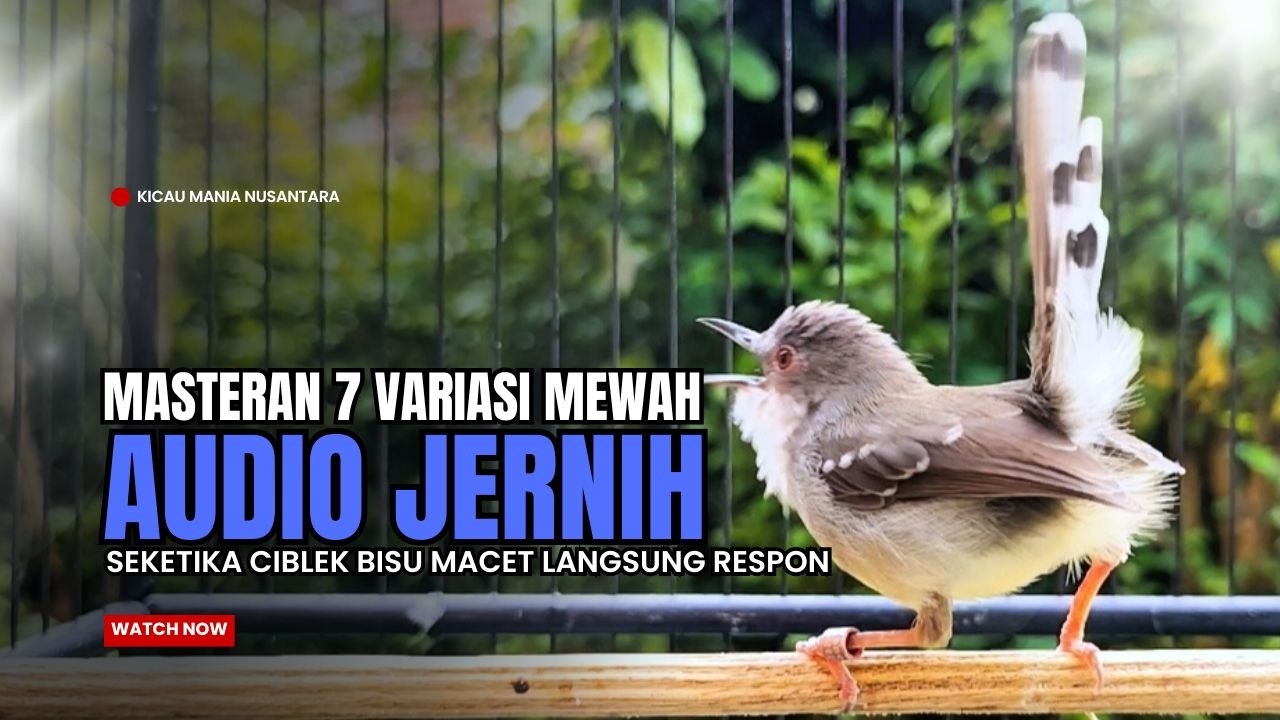 Burung Ciblek SEMI Gacor NGEBREN Untuk Pancingan Ciblek dan MASTERAN BURUNG Kesayangan Anda