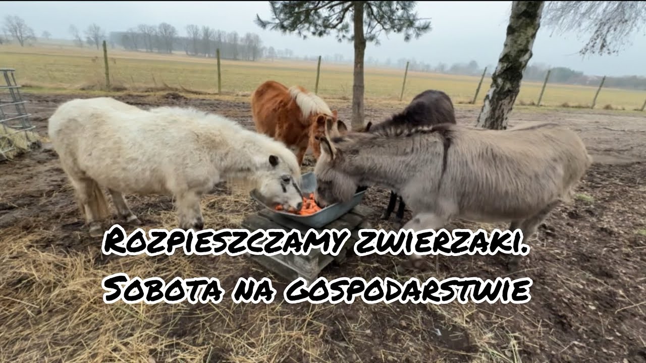 Rozpieszczamy zwierzaki. Sobota na gospodarstwie.