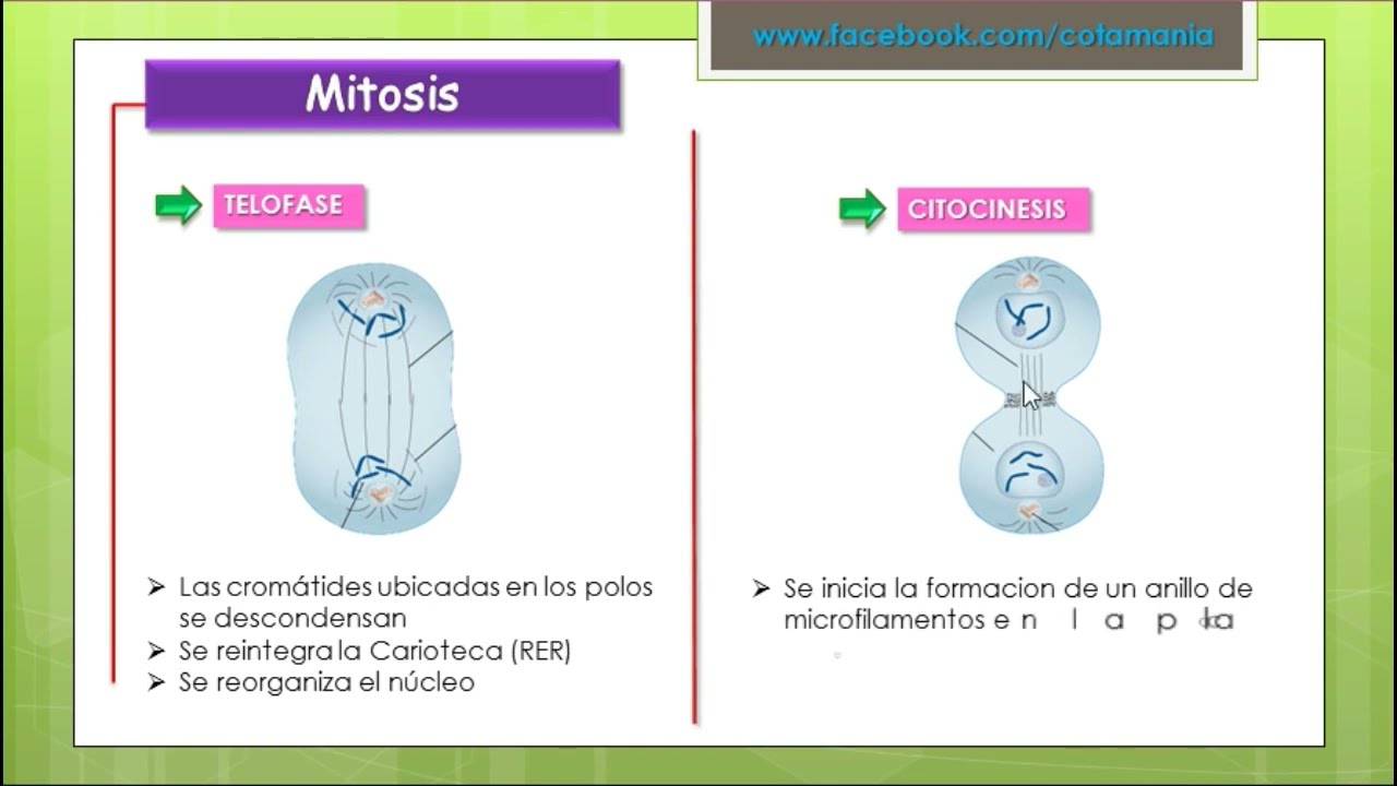 CICLO CELULAR- Cotamania